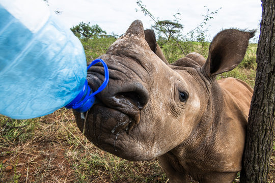 White rhinoceros drinking water from water container