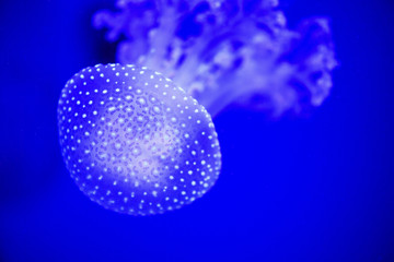 Fototapeta na wymiar Beautiful jellyfish, medusa in the neon light with the fishes. Underwater life in ocean jellyfish. exciting and cosmic sight