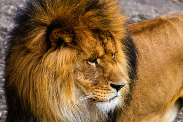 Obraz na płótnie Canvas Beautiful Mighty Lion