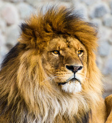 Beautiful Mighty Lion