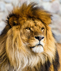 Beautiful Mighty Lion