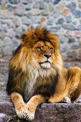 Beautiful Mighty Lion