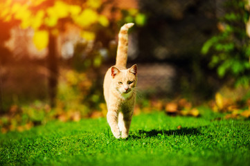 Funny red cat