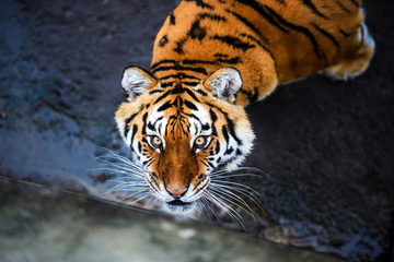 Beautiful Amur tiger