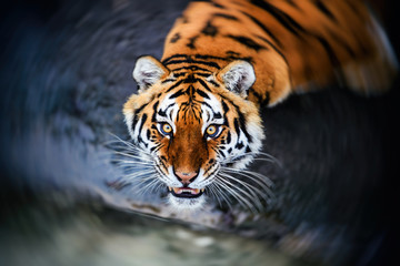 Beautiful Amur tiger