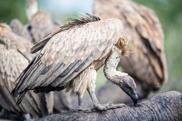 White backed vultures feeding on white rhinoceros carcass