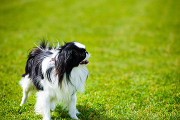 Happy Dog on green grass