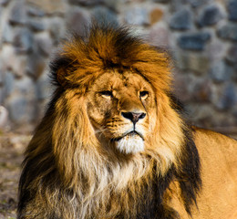 Beautiful Mighty Lion