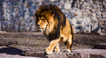 Beautiful Mighty Lion