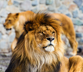 Beautiful Mighty Lion