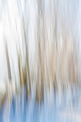 Abstract blurred winter birch trees.  Blue, white and yellow  striped background. 