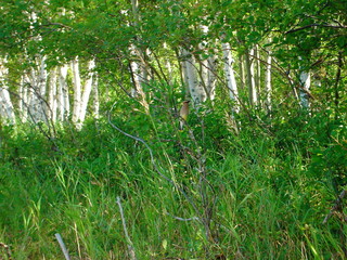 Waxwing by Birch Trees