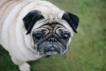 pug dog (собака мопс)
