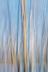Abstract blurred winter birch trees.  Blue, white and yellow  striped background. 