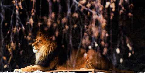 Beautiful Mighty Lion