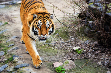 Beautiful Amur tiger