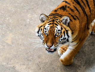 Beautiful Amur tiger