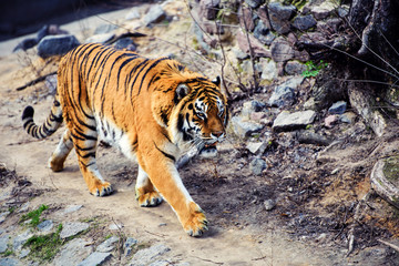Beautiful Amur tiger