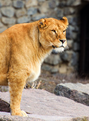 Portrait of a lioness
