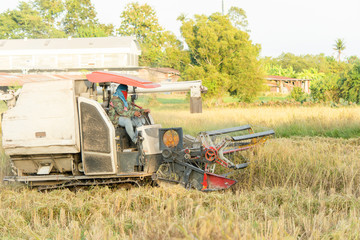 NAKHON PHANOM, THAILAND - NOV 18, 2018 : Harvester machine working harvesting rice in the field.