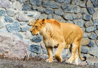 Portrait of a lioness