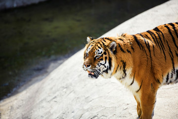 Beautiful Amur tiger