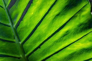 The surface level of huge green textured leaf reflecting sunlight