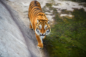 Fototapeta premium Piękny tygrys amurski