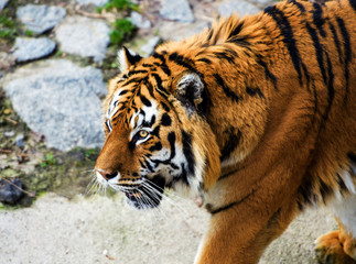 Beautiful Amur tiger