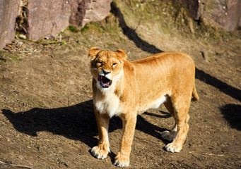 Portrait of a lioness