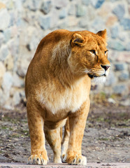 Obraz na płótnie Canvas Portrait of a lioness
