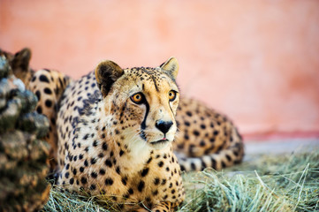 cheetah, beautiful portrait