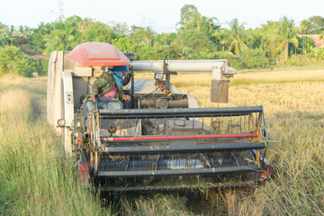 Harvester machine working harvesting rice in the field