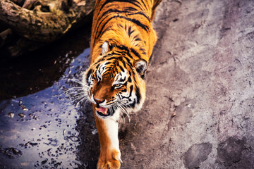 Beautiful Amur tiger