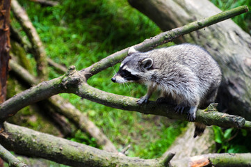 Curious Raccoon (Procyon lotor), also known as the North American raccoon.