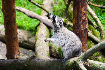 Curious Raccoon (Procyon lotor), also known as the North American raccoon.