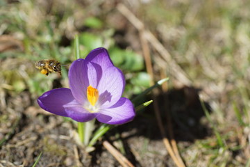 Fototapeta premium Makroaufnahme einer Biene im Anflug auf einen lila Krokus