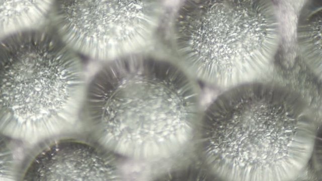 Spangles shine through colorless hydrogel balls, rotation