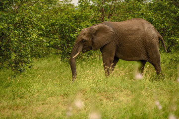 Wild african elephant close up, Botswana, Africa