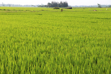 Rice fields near Hoi An - Vietnam Asia