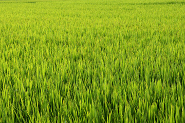 Rice fields near Hoi An - Vietnam Asia
