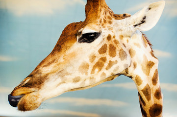 portrait of a giraffe