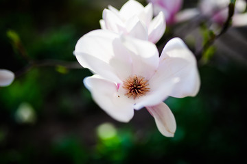 Obraz premium Beautiful flowering, blooming tree - beautiful blossomed magnolia flower branch in spring