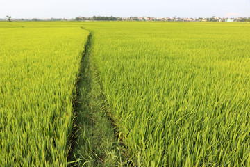 Rice fields near Hoi An - Vietnam Asia