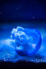 Beautiful jellyfish, medusa in the neon light with the fishes. Underwater life in ocean jellyfish. exciting and cosmic sight