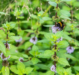 A bumblebee collects a nectar from a blue peppermint flower.