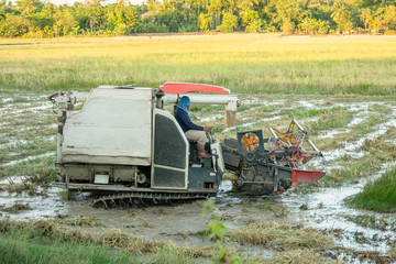 NAKHON PHANOM, THAILAND - NOV 18, 2018 : Harvester machine working harvesting rice in the field.