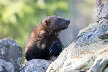 Freigestellter Vorderkörper eines Vielfraß in der Seitenansicht auf einem Felsen