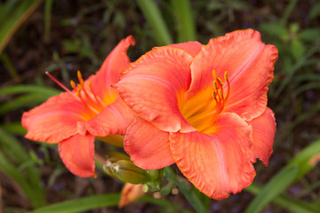 pink daylily pair