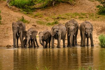 Wild african elephant close up, Botswana, Africa